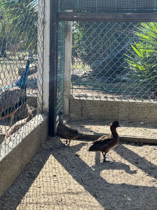 Fêmea mandarim negra