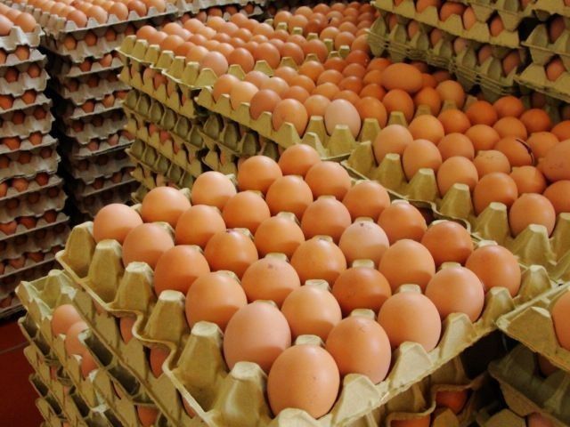 Яйця для інкубації