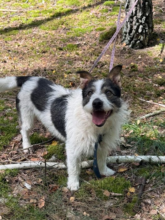 Szorsciak do adopcji piesek terrier