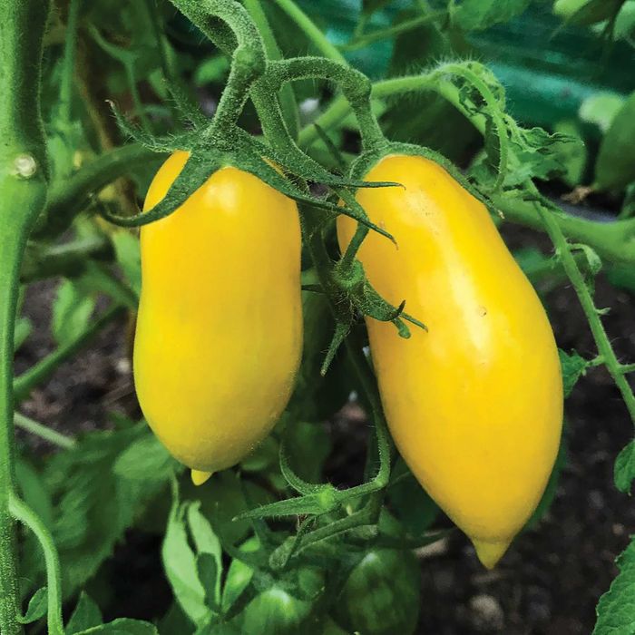 15 Sementes Tomate Amarelo Banana Leg's