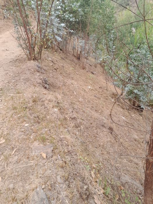 Limpeza de terrenos