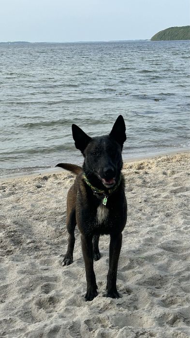 Кобель Малінуа