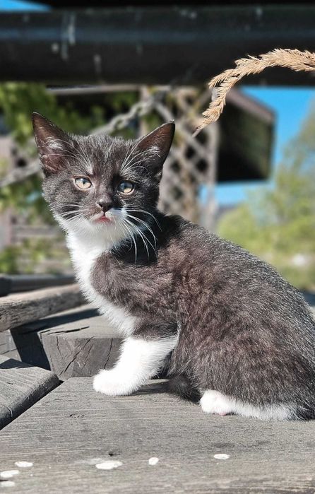 BOROMIR I SZKODNICZEK - dwa ostatnie kocurki z miotu szukają domku na zawsze!
