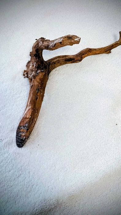 Korzeń około 15 cm.