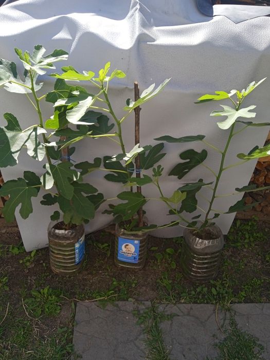 Продам  живці інжиру Турецький коричневий