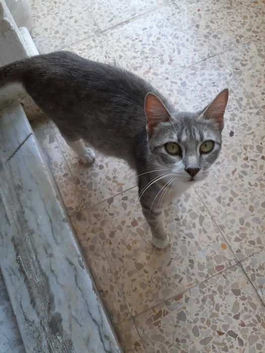 Gatinha para adoção responsável