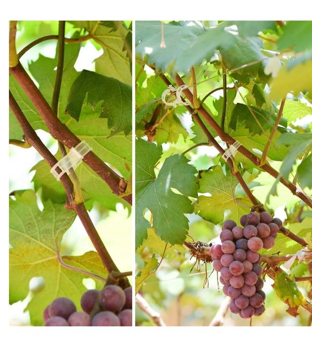 Zaciski do roślin pomidorów/ winogron