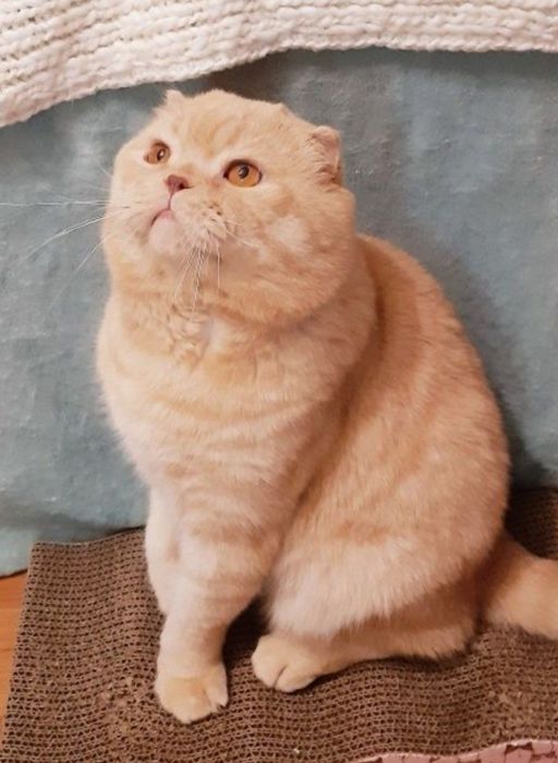 Продам британських котят