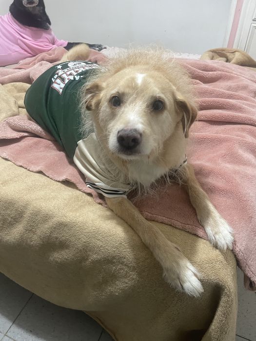 Dou cão e cadela idosos