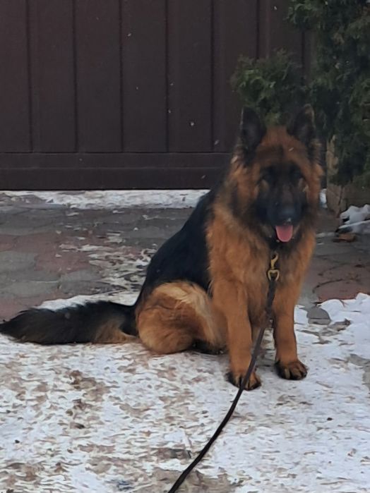 Подрощенная сука