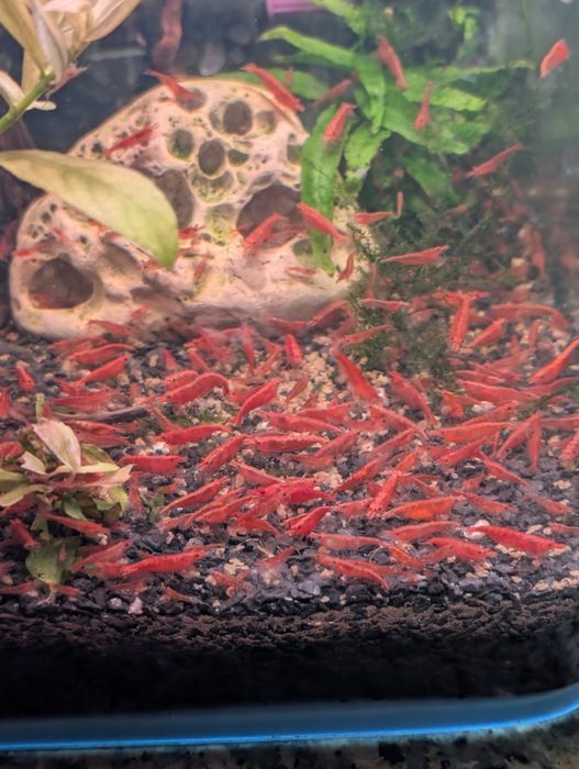 Camarões Neocaridina Red Cherry / Sakura / Red Fire