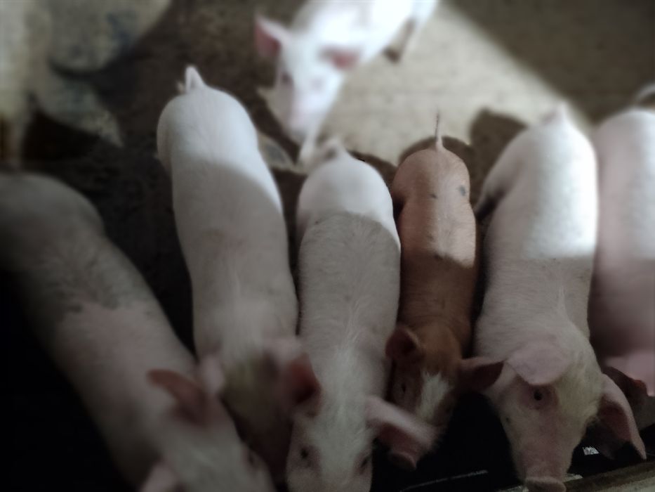 Продаються домашні поросята