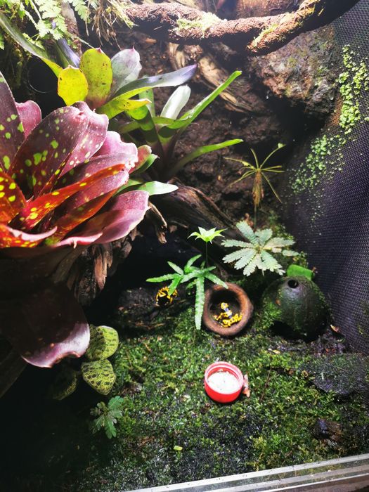 Rośliny Tropikalne do Terrarium Vivarium Paludarium