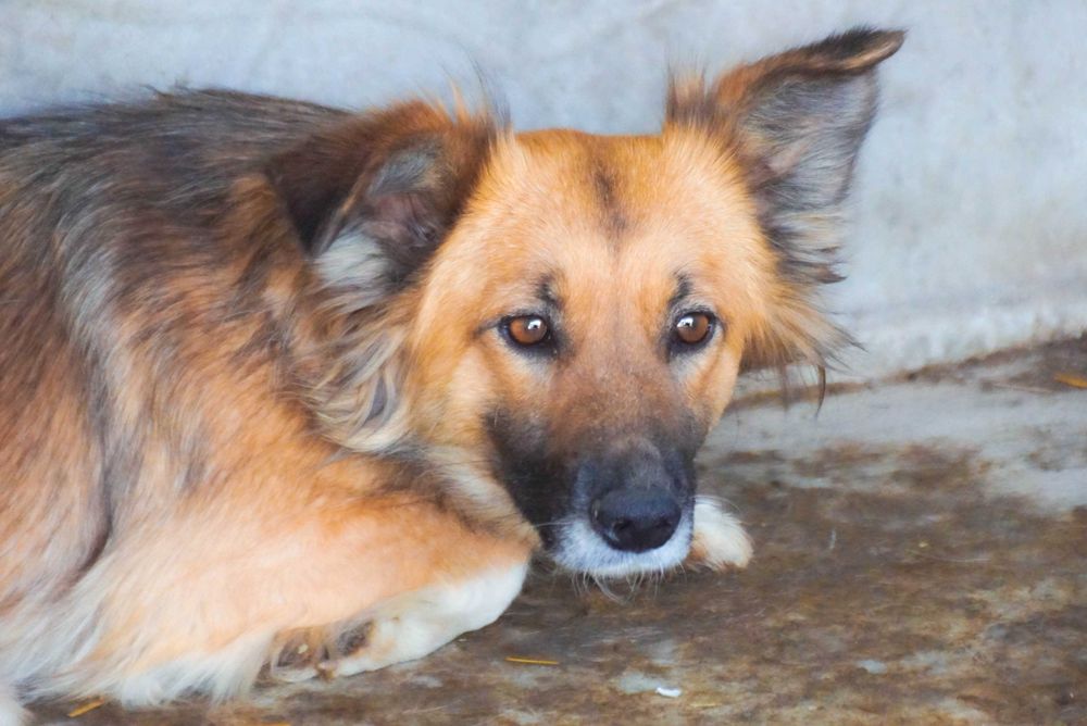 TAJA - niewielka, wystraszona sunia szuka domu