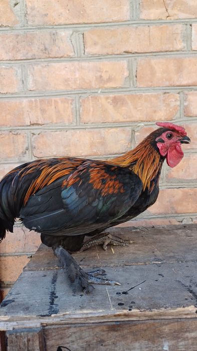 Продам Карликових півнів.