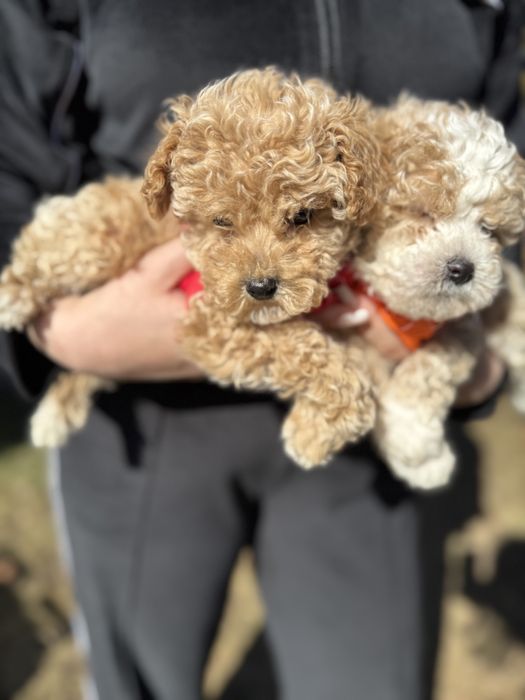 Шикарні мальтипу чіповані