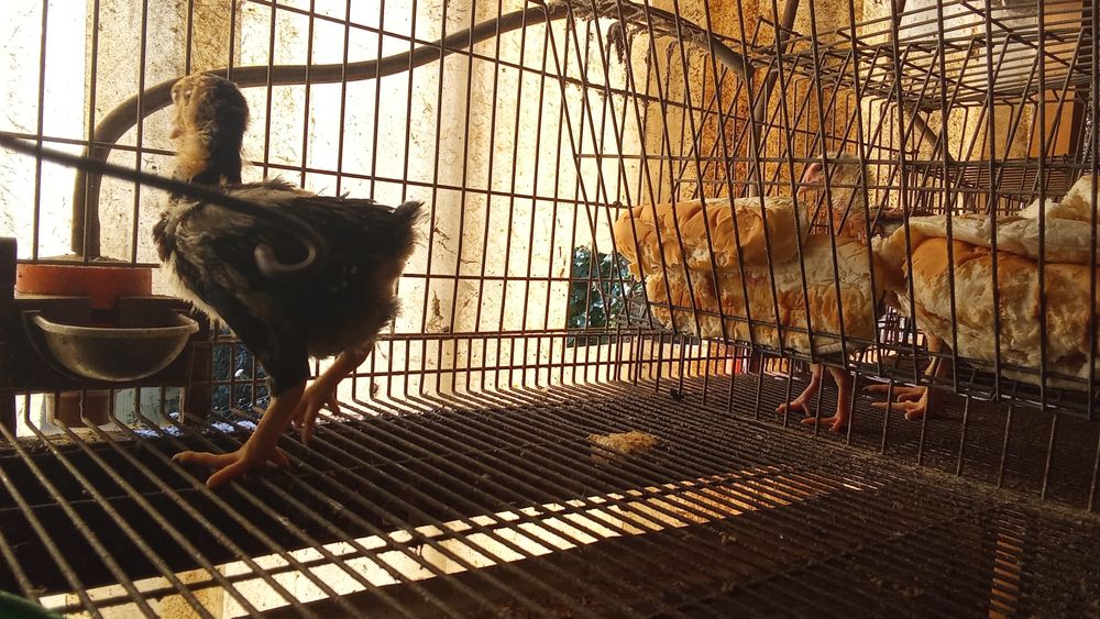 Pintos de raça cornish várias idades .