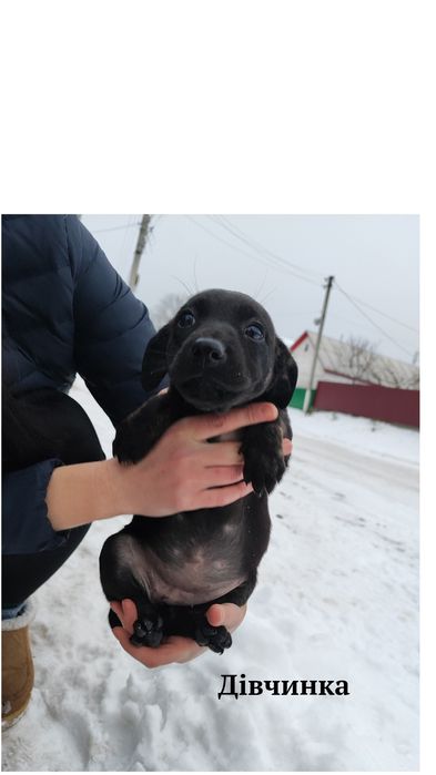 Цуценята шукають дім