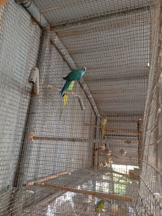 Vendo aves kakarikis