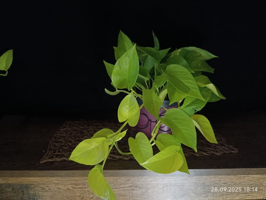 Епіпремнум Golden Pothos