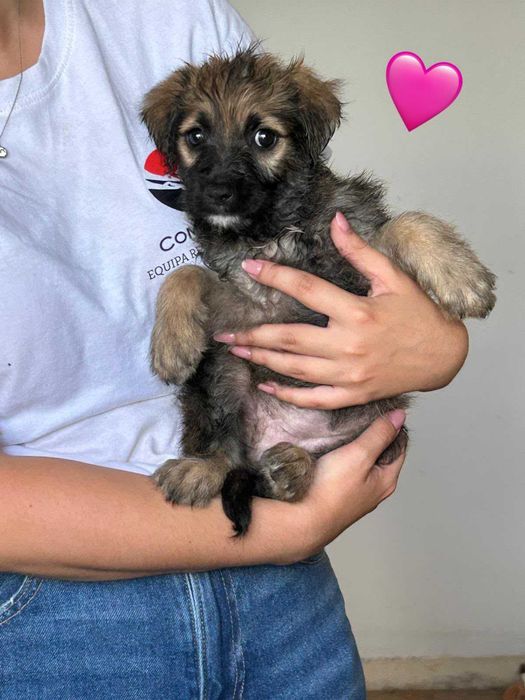 Cães bebés para adoção responsável