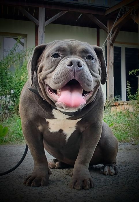 Oddam sukę american bully pocket