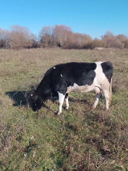 Продам молоду тільну корову