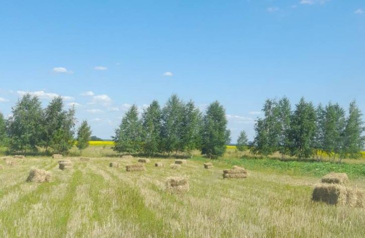 Тюки. Солома овсяна в тюках