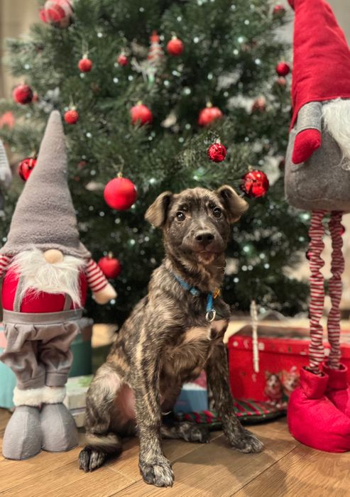 Метиси віддам безкоштовно