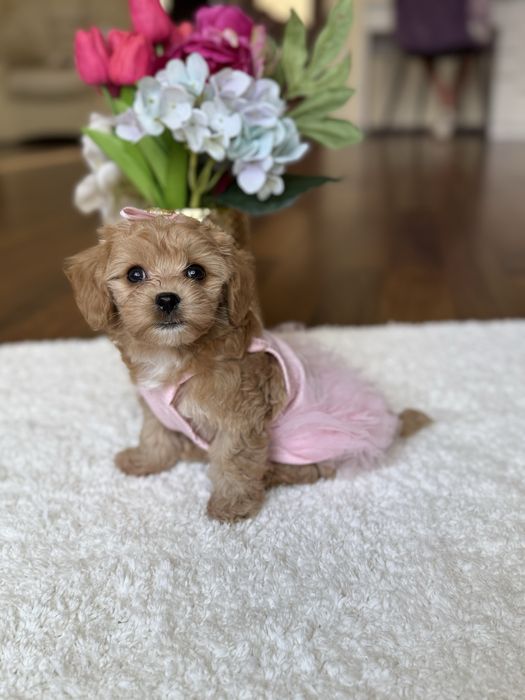 Дуже гарні мальтипу