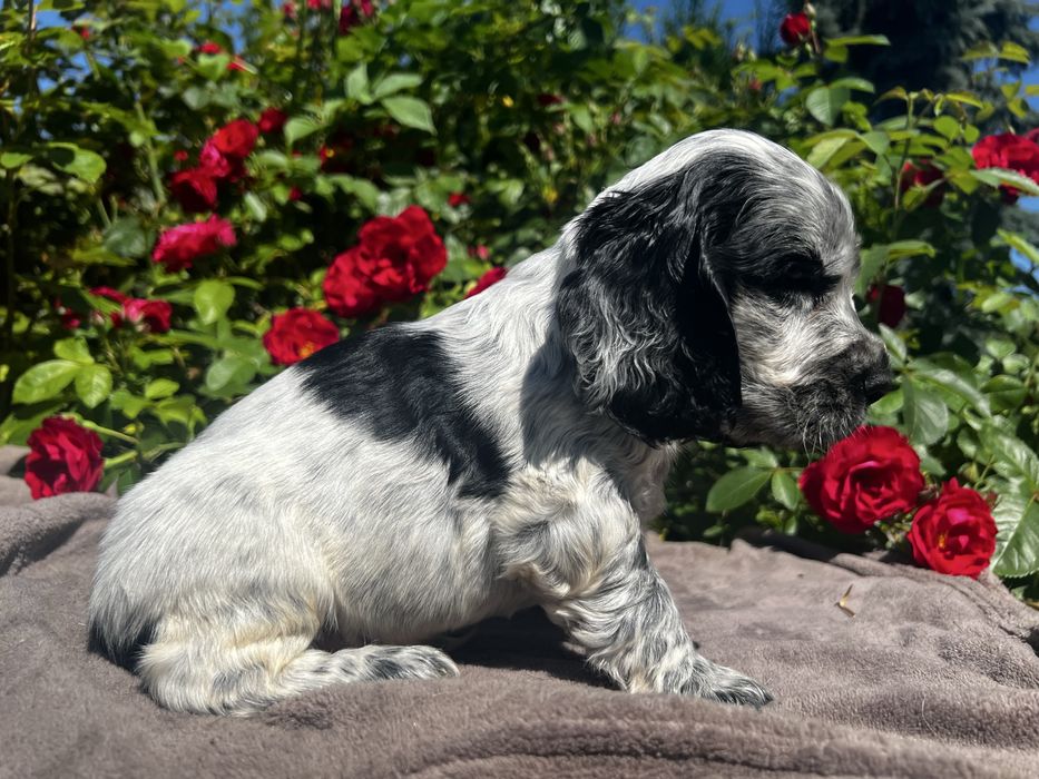 Cocker spaniel angielski