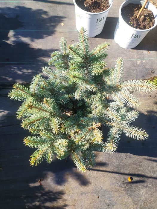 Ялина колюча Glauca Globosa 5л/40см