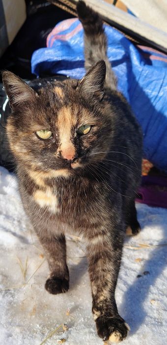 Kotka pilnie szuka domu