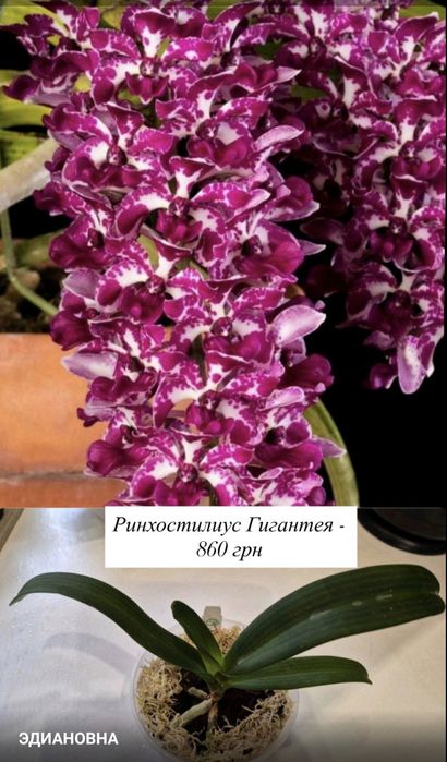 Орхидеи:спатифилум Diamond,Rodridenia Woon Leng’s Red Gem;Целогина Кристата от 550
(Paph.