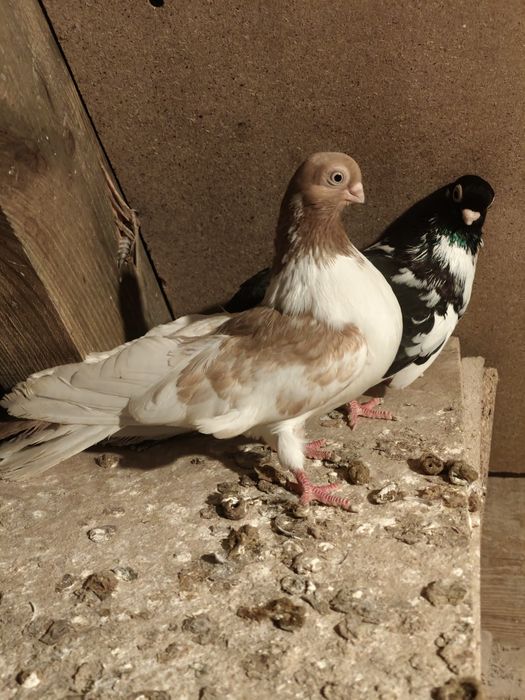 Sprzedam Gołębie Zamojskie niedrogo