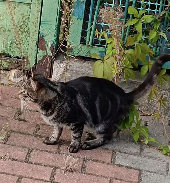 Dom tymczasowy, adopcja prywatna, oddam kocury