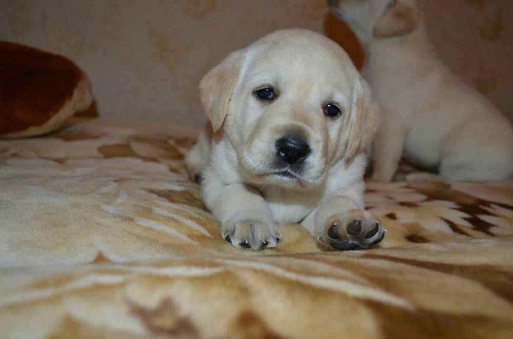 Лабрадор. Купить щенка.