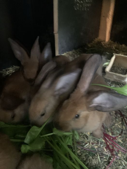 mlode kroliczki rasy nowozalandzkiej