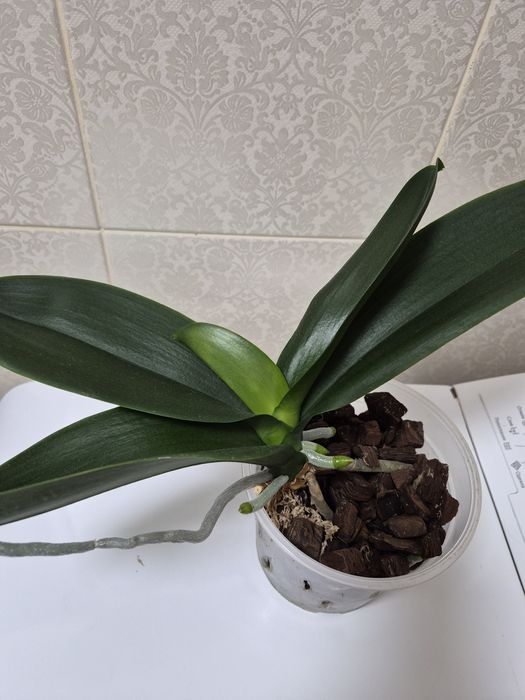 Орхидея фаленопсис Black Stripes