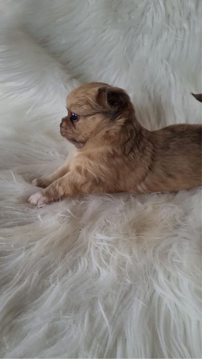 Chihuahua piesek merle długowłosy!!!