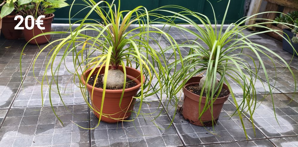 Plantas e suculentas