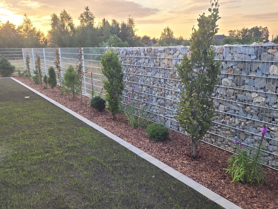 Świerk Sosna Jodła Cis duży wybór Liściaste do wys. 5m dowóz sadzenie