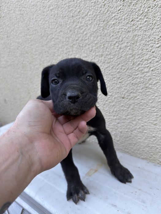 Cane coros femea