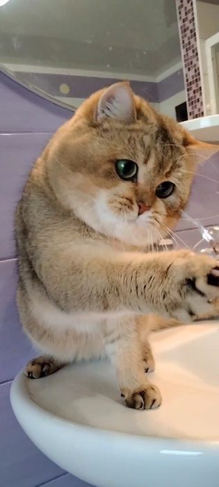 Кот,золотая шиншилла ,на вязку.