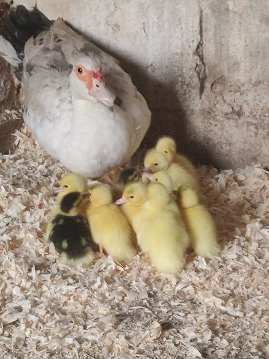 Patos bebés para ceder