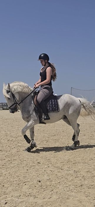 Cavalo cruzado letra D
