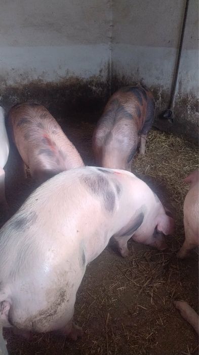 Tuczniki rasa mięsna 150 kg