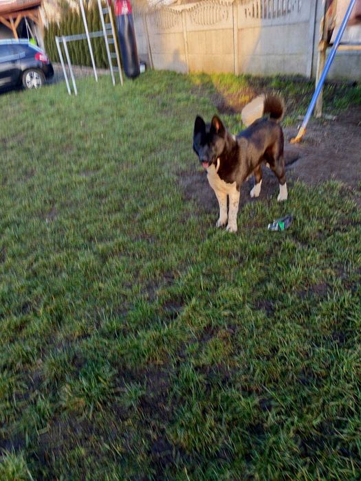 Sprzedam akita amerykańska