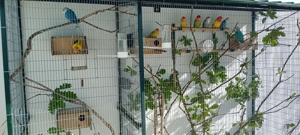 Gaiola, viveiro com 2 mt