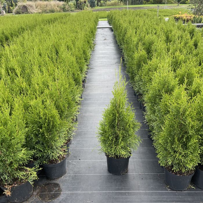 Thuja ’ Smaragd ’ - Żywotnik zachodni ,, szmaragd " 60-80cm  tuja